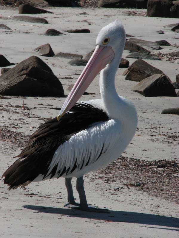 Pelican